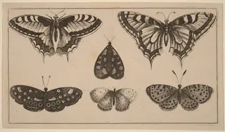 Five Butterflies and a Moth, by Wenceslaus Hollar, ink, 1648