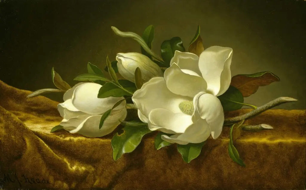 Magnolias on Gold Velvet Cloth, by Martin Johnson Heade, oil, 1894