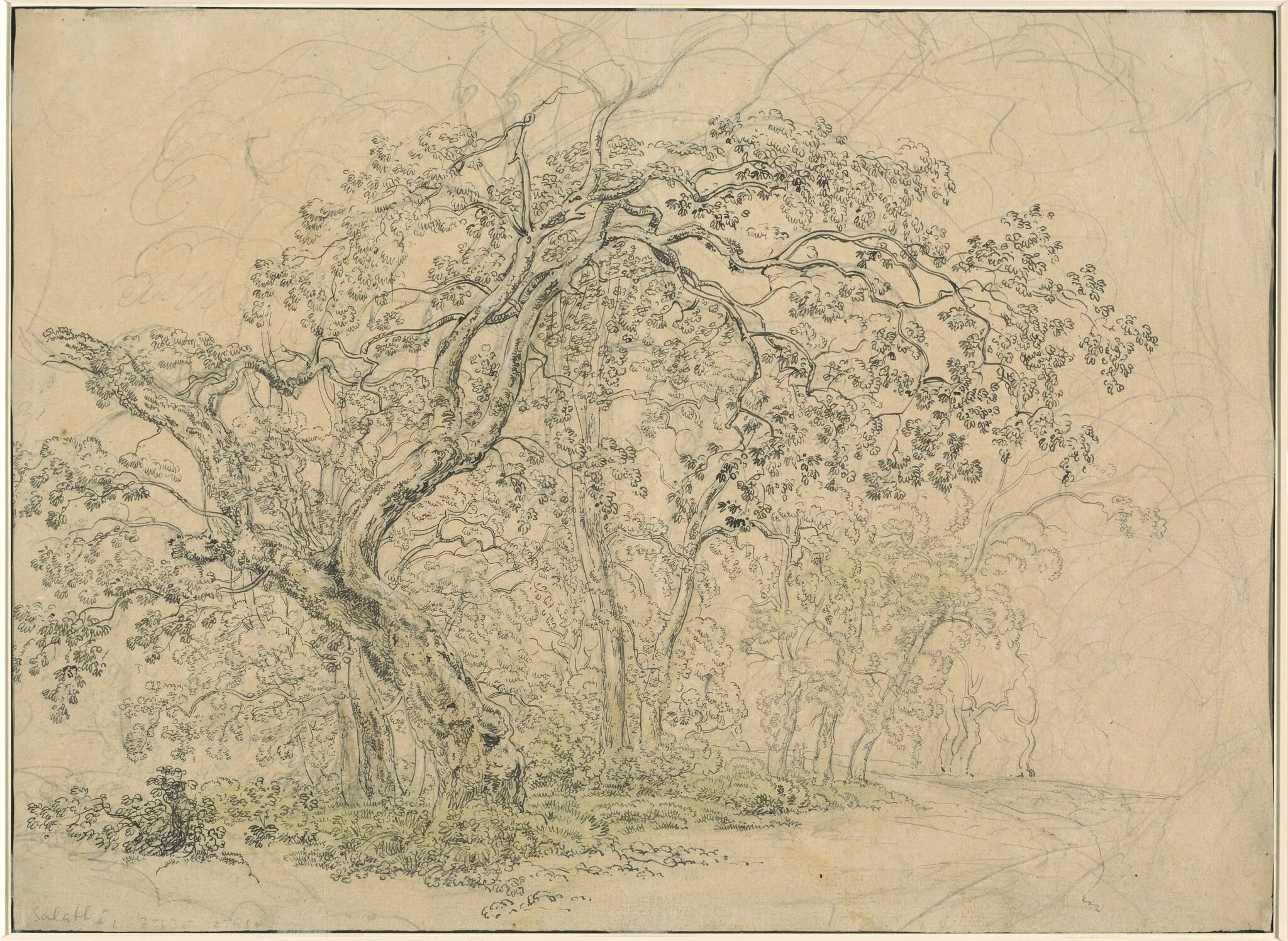 Grove of Trees [verso], detail