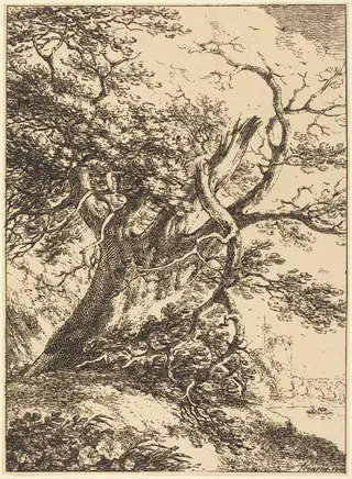 Old Tree, by Thomas Hearne, ink, 1803