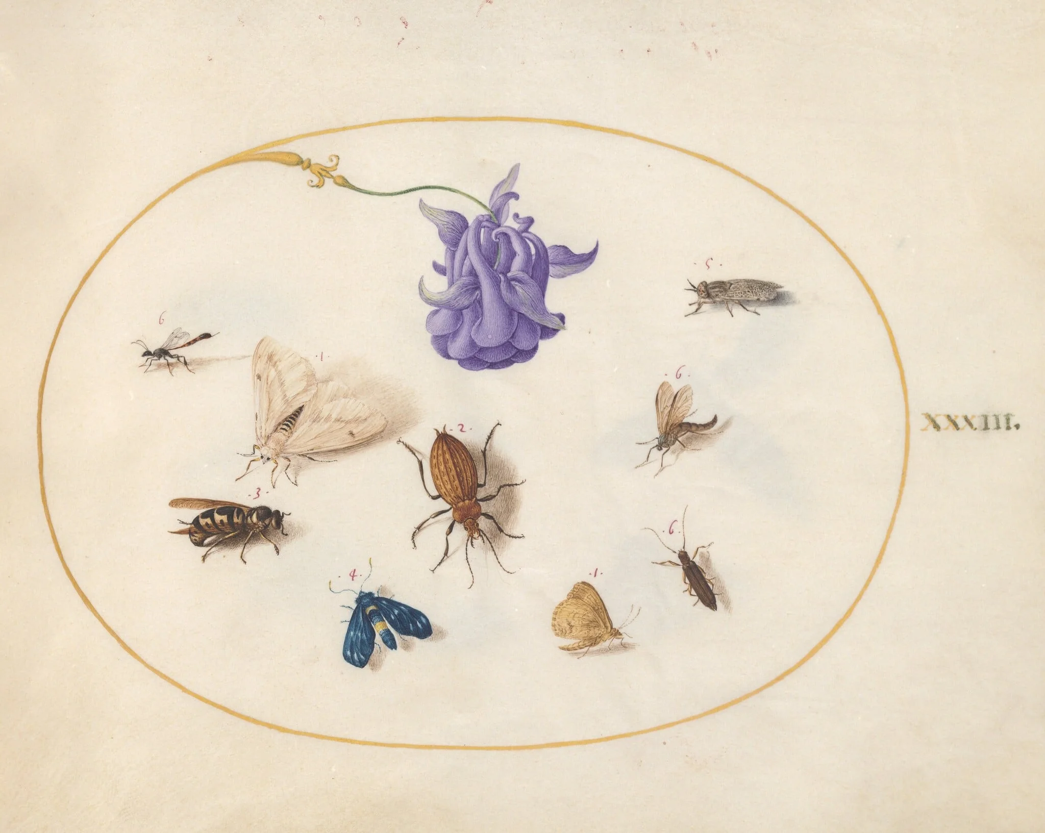 Plate 33: Moth and Butterfly with other Insects and a Columbine Flower, detail