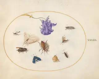 Plate 33: Moth and Butterfly with other Insects and a Columbine Flower, by Joris Hoefnagel, gouache, 1594