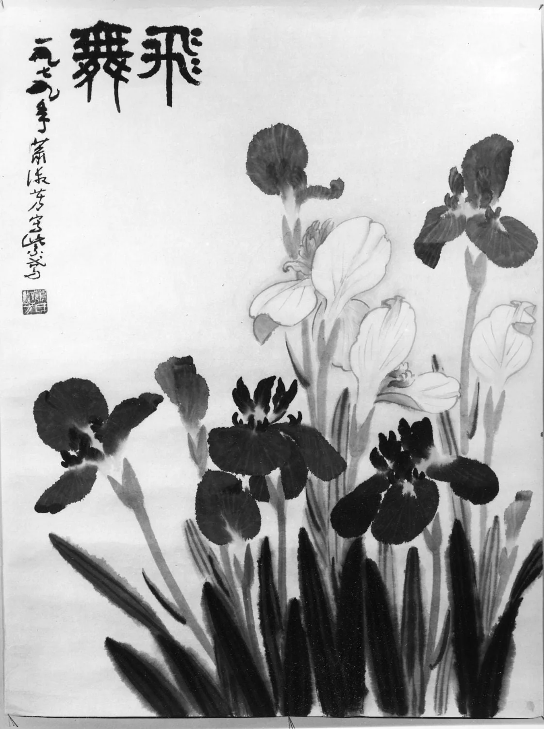 Iris, detail