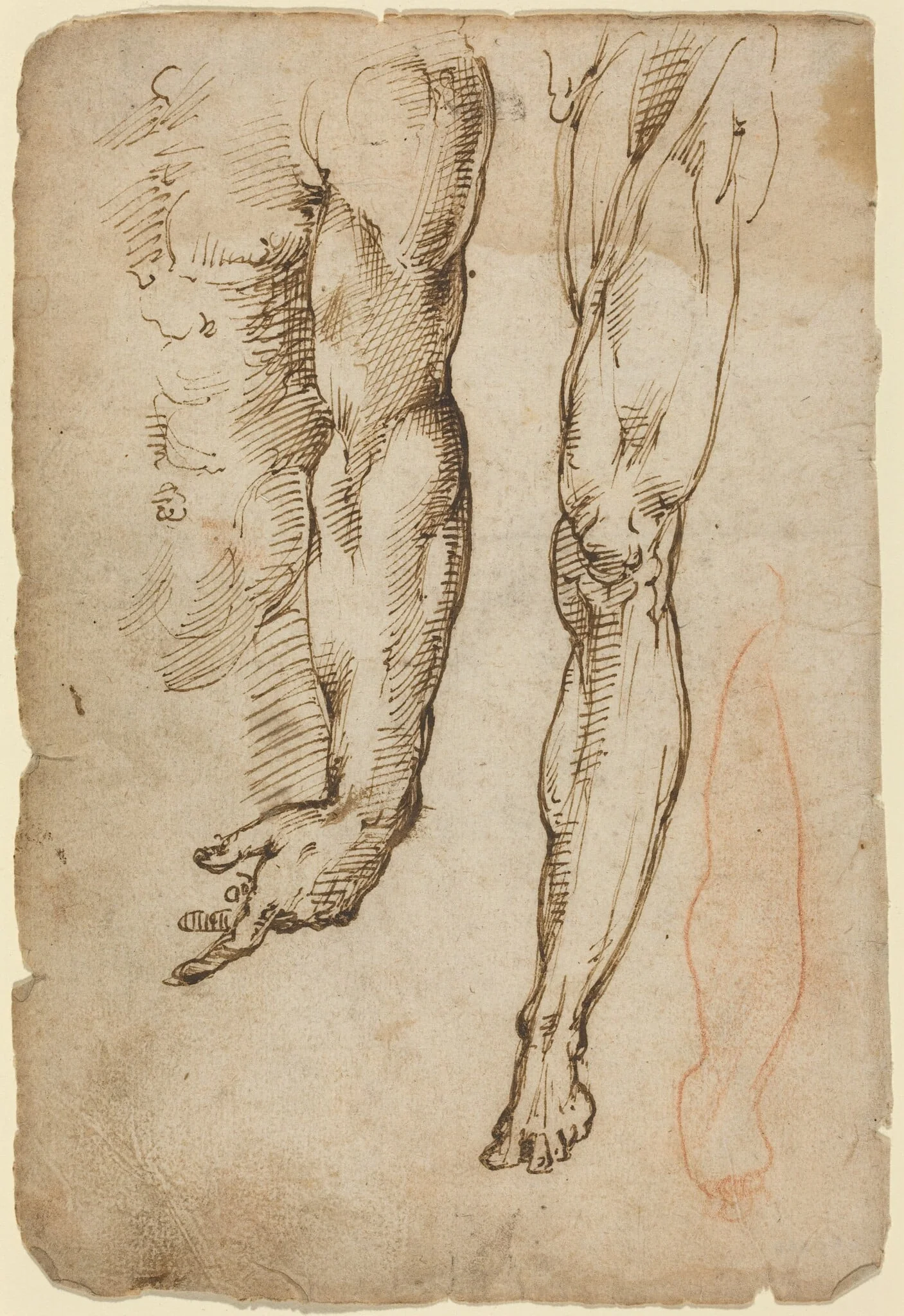 Anatomical Studies, detail