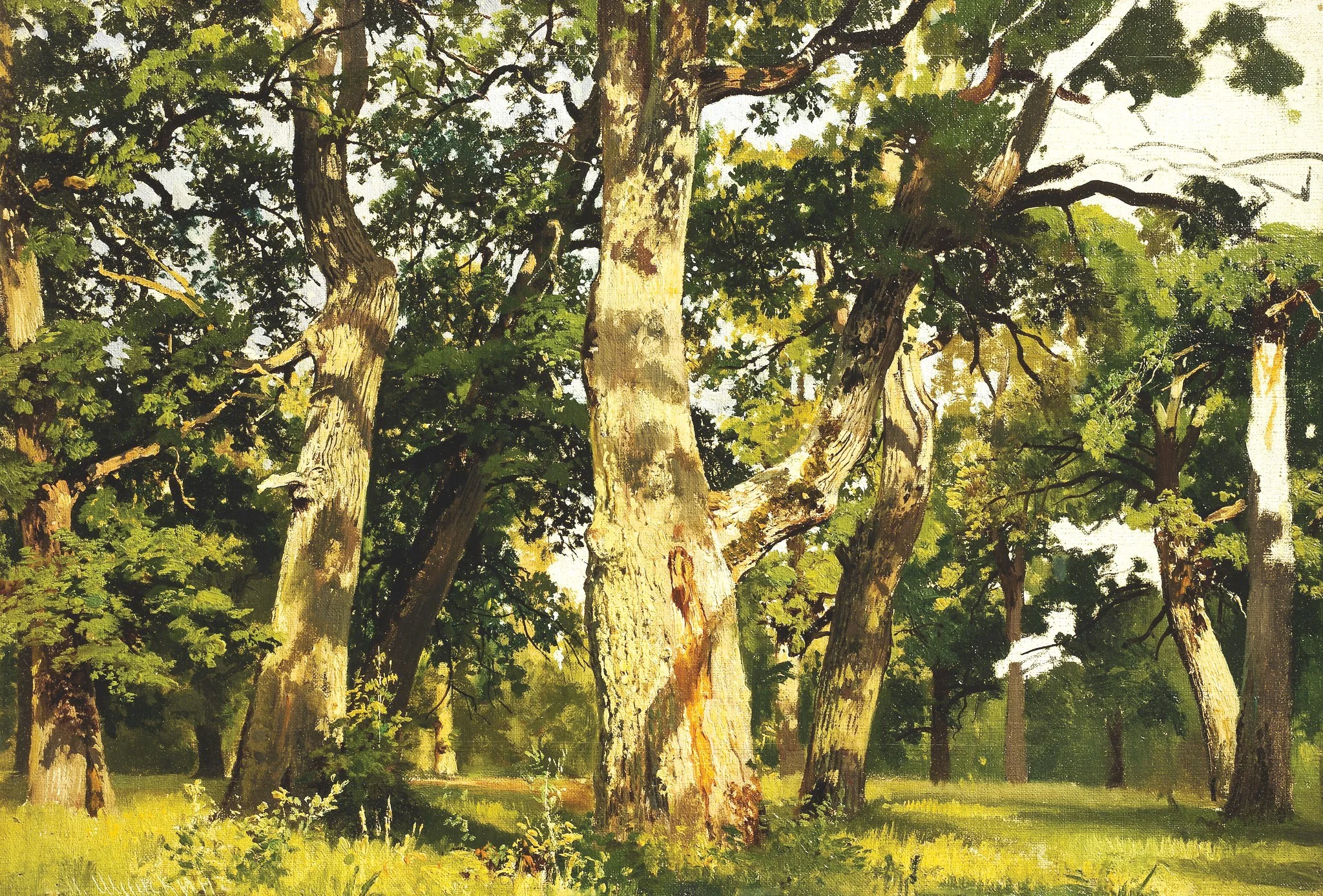 Oaks. Evening, detail