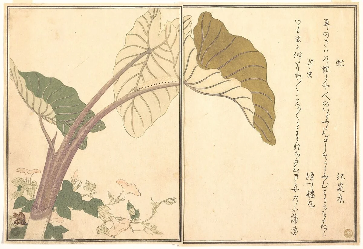『画本虫撰』 「虻」「芋虫」|Horsefly (abu); Green Caterpillar, imomushi, from the Picture Book of Crawling Creatures (Ehon mushi erami), detail