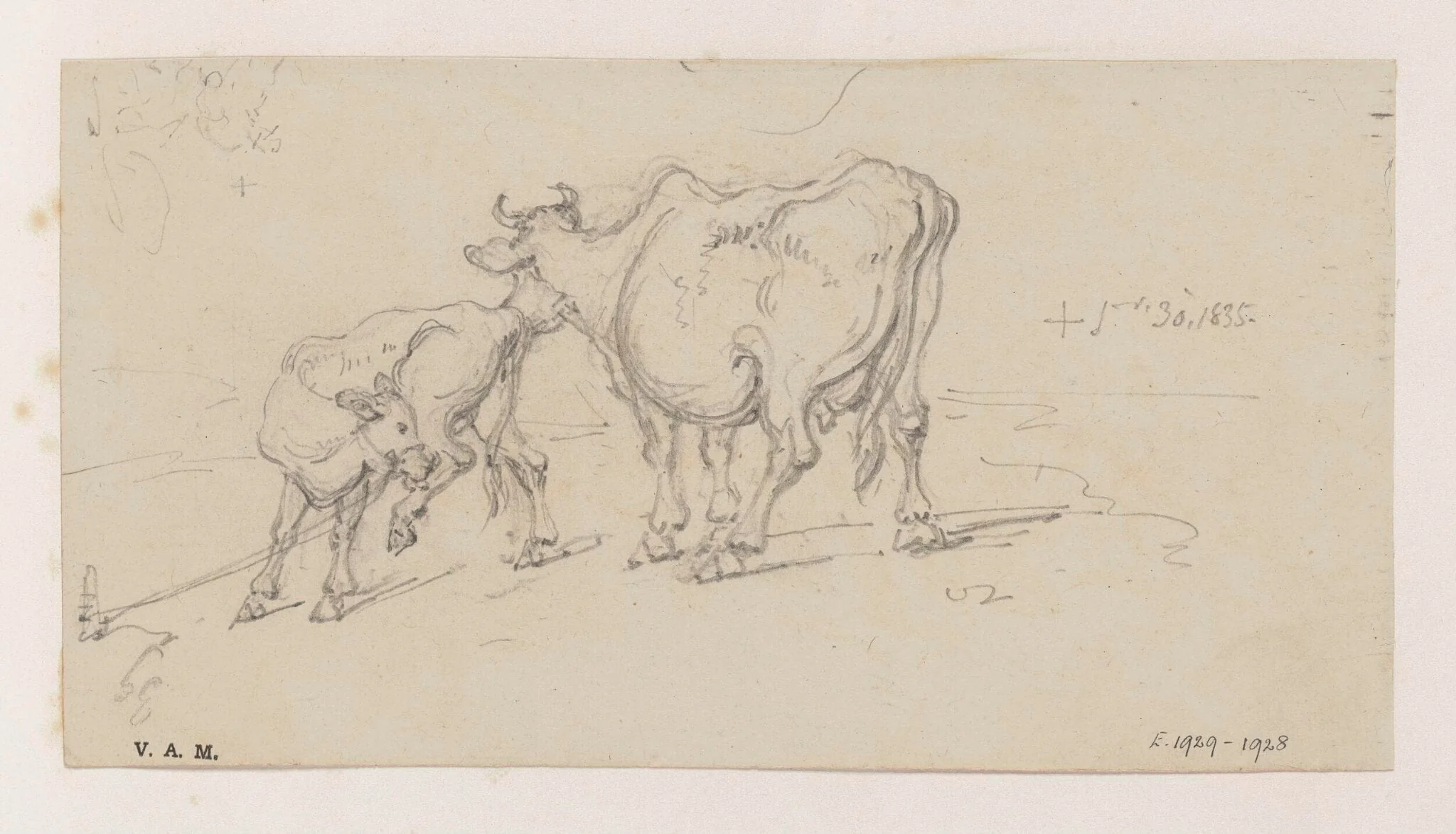 A cow and calf, detail