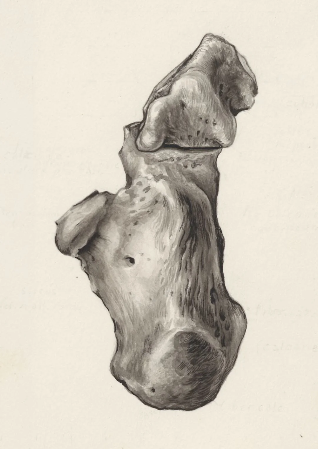 Musculoskeletal system of the foot, detail