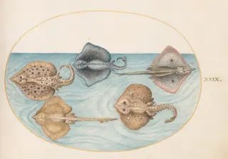 Plate 29: Homelyn Ray and Four Other Rays or Skates, by Joris Hoefnagel, gouache, 1594