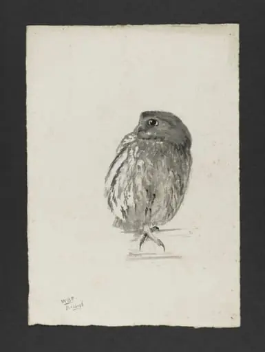 Portrait of a tame owl, by Bertram Potter, watercolor, 26