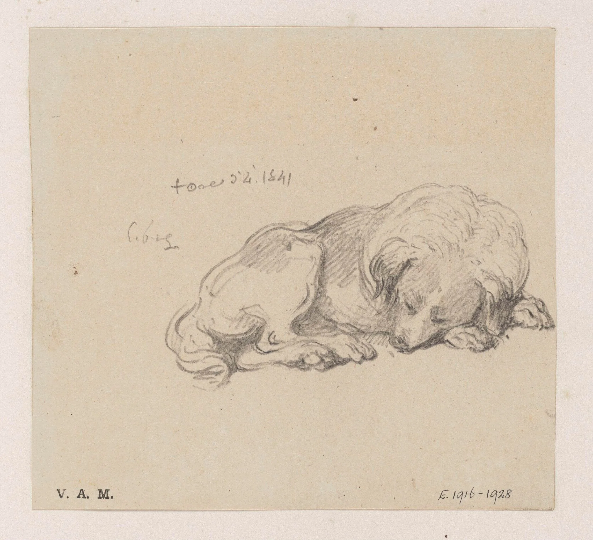 A sleeping dog, detail