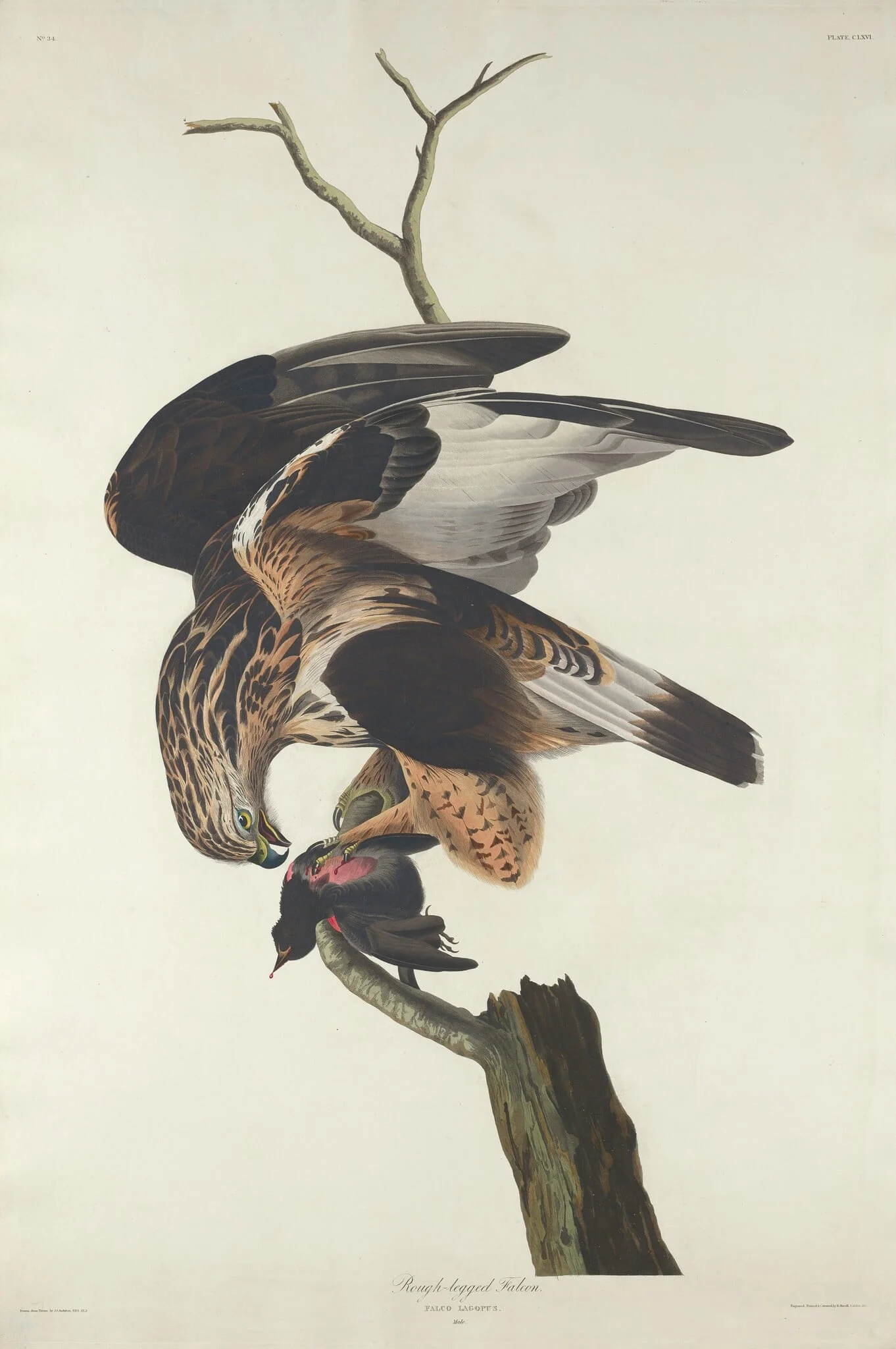 Rough-legged Falcon, detail