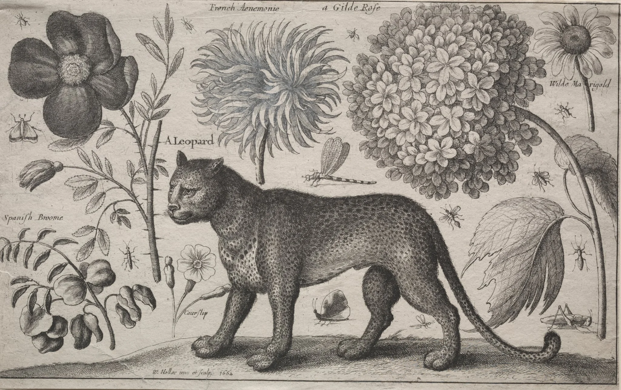 Animals and Plants: Leopard with Plants and Insects, detail