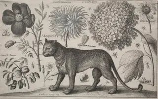 Animals and Plants:  Leopard with Plants and Insects, by Wenceslaus Hollar, 1662