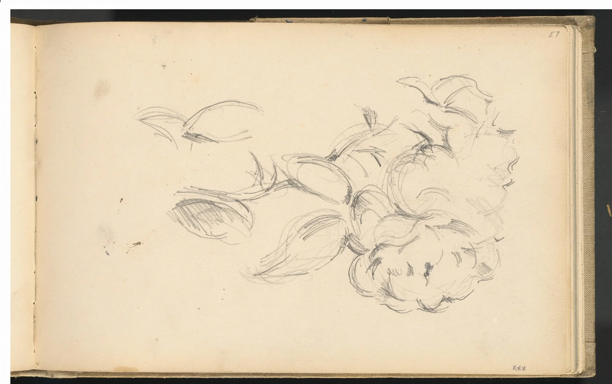 Peonies, detail