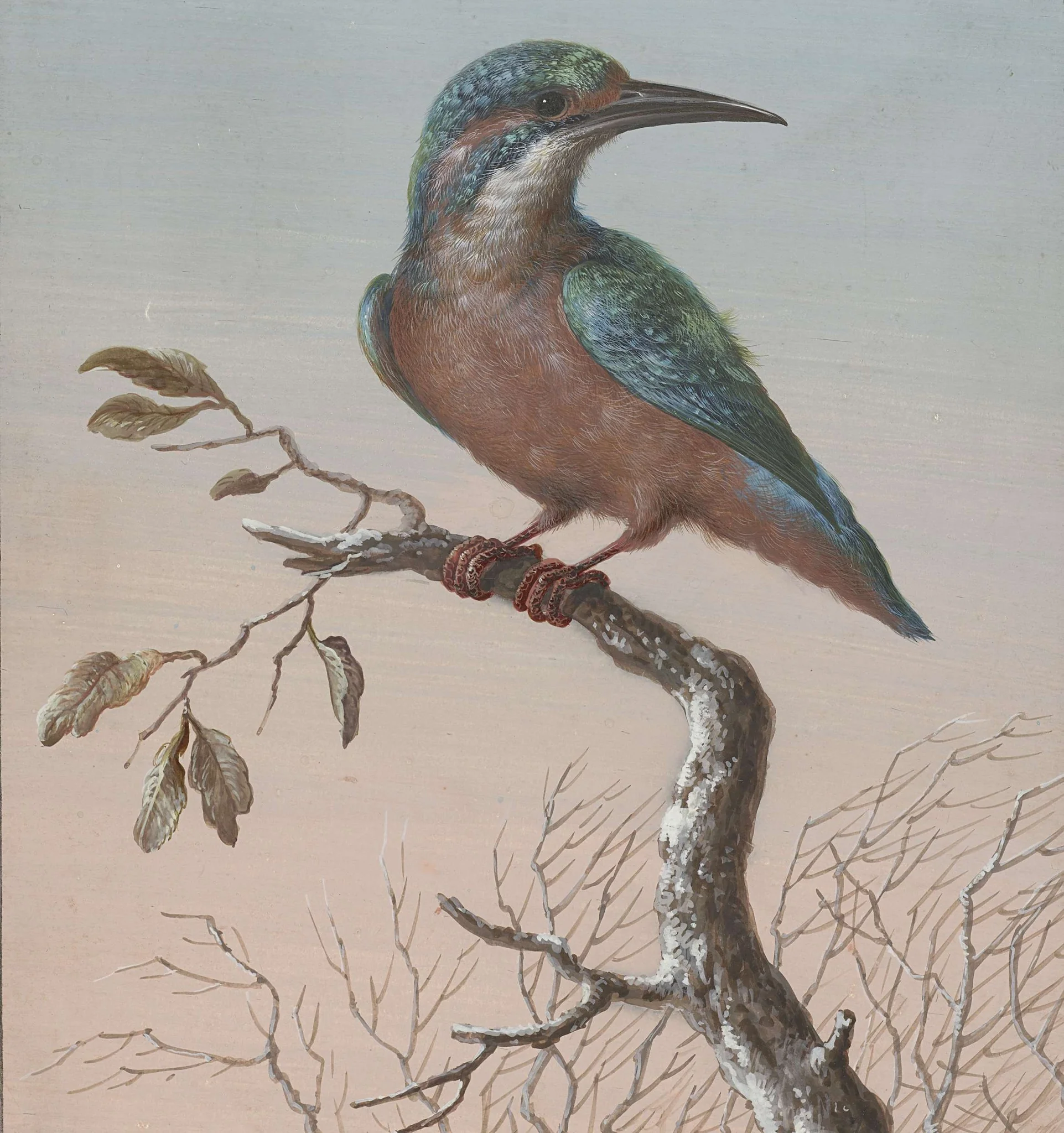 Ijsvogel, detail