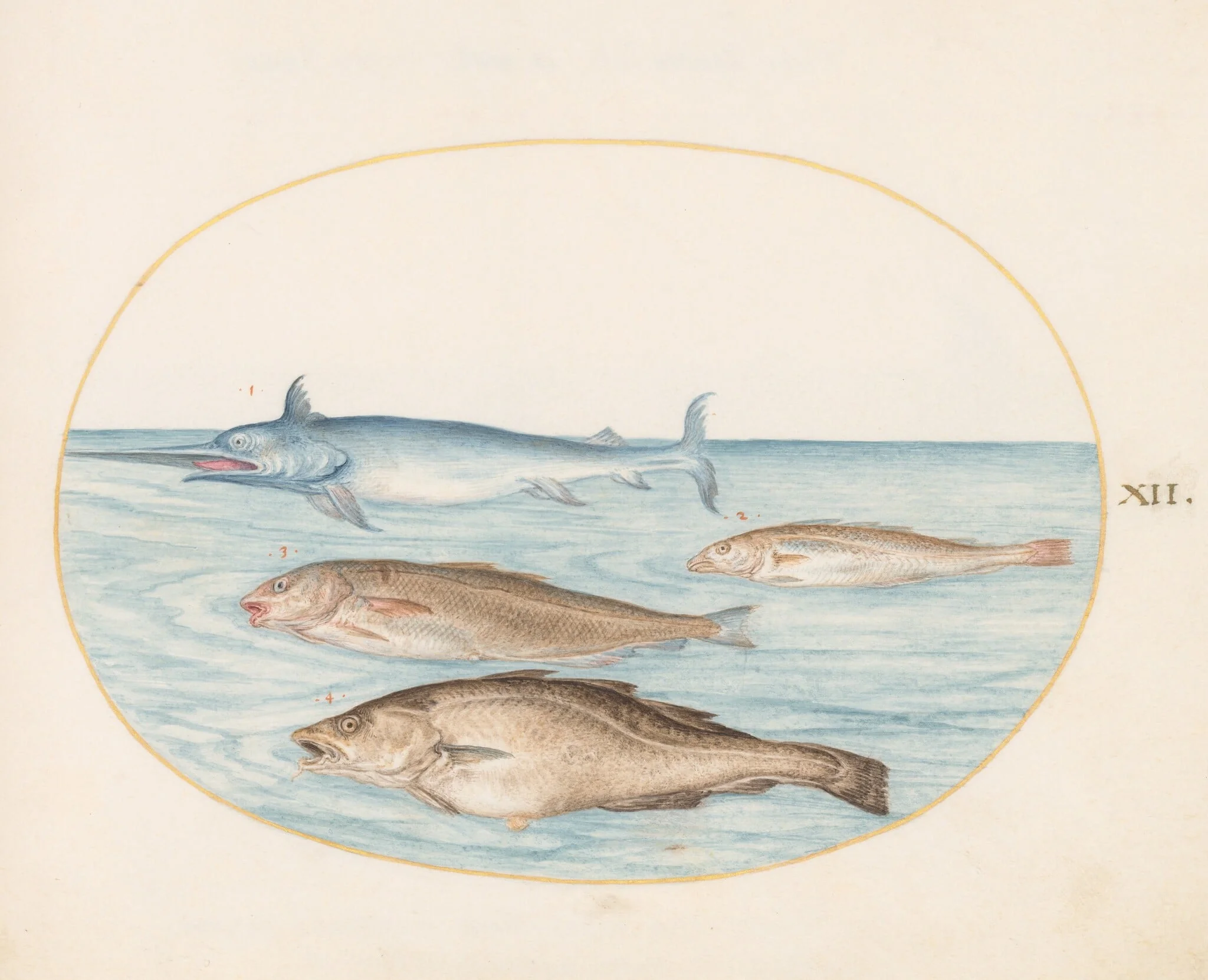 Plate 12: A Swordfish and Three Other Fish, detail