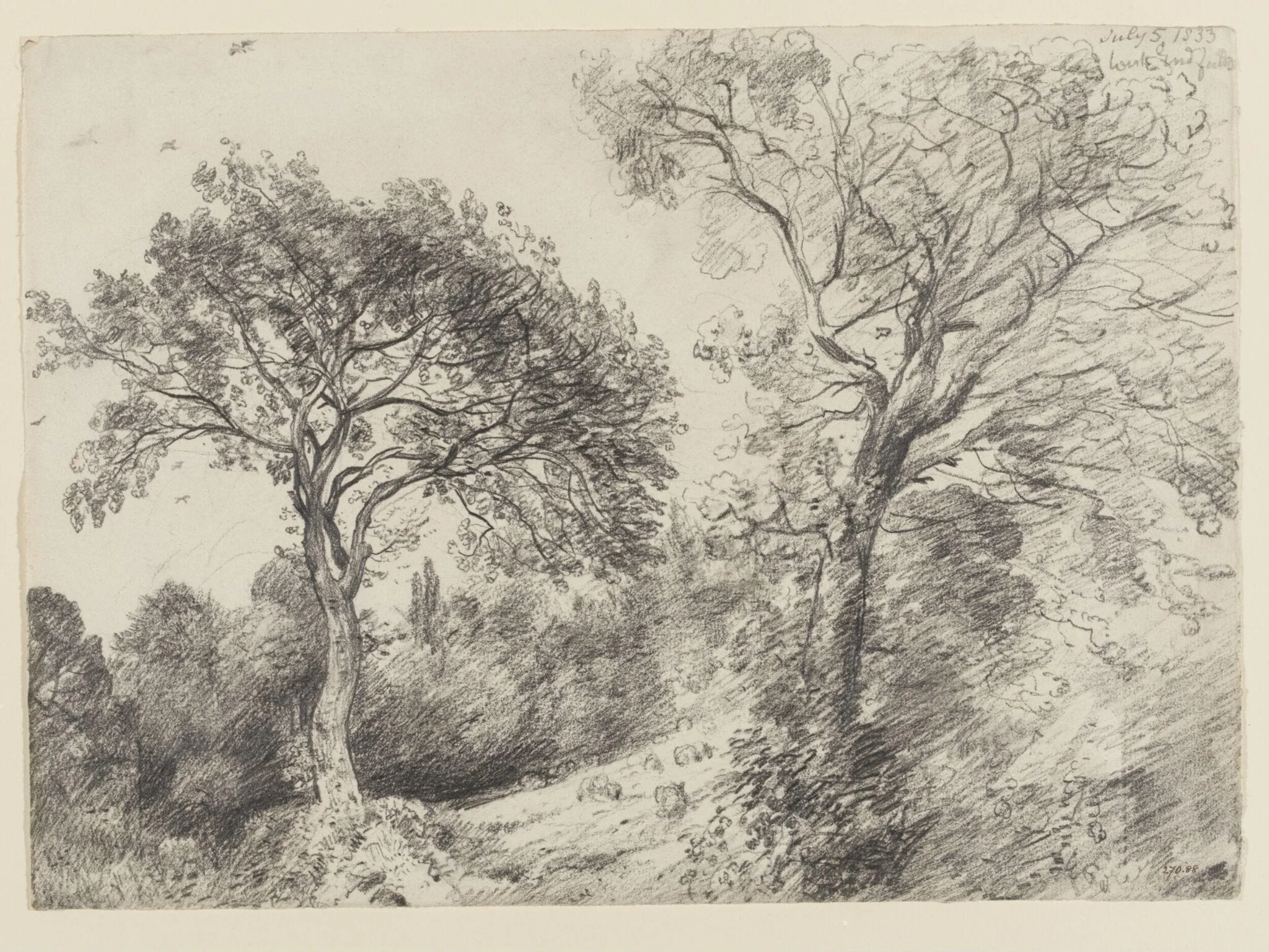 Trees in West End Fields, Hampstead, detail