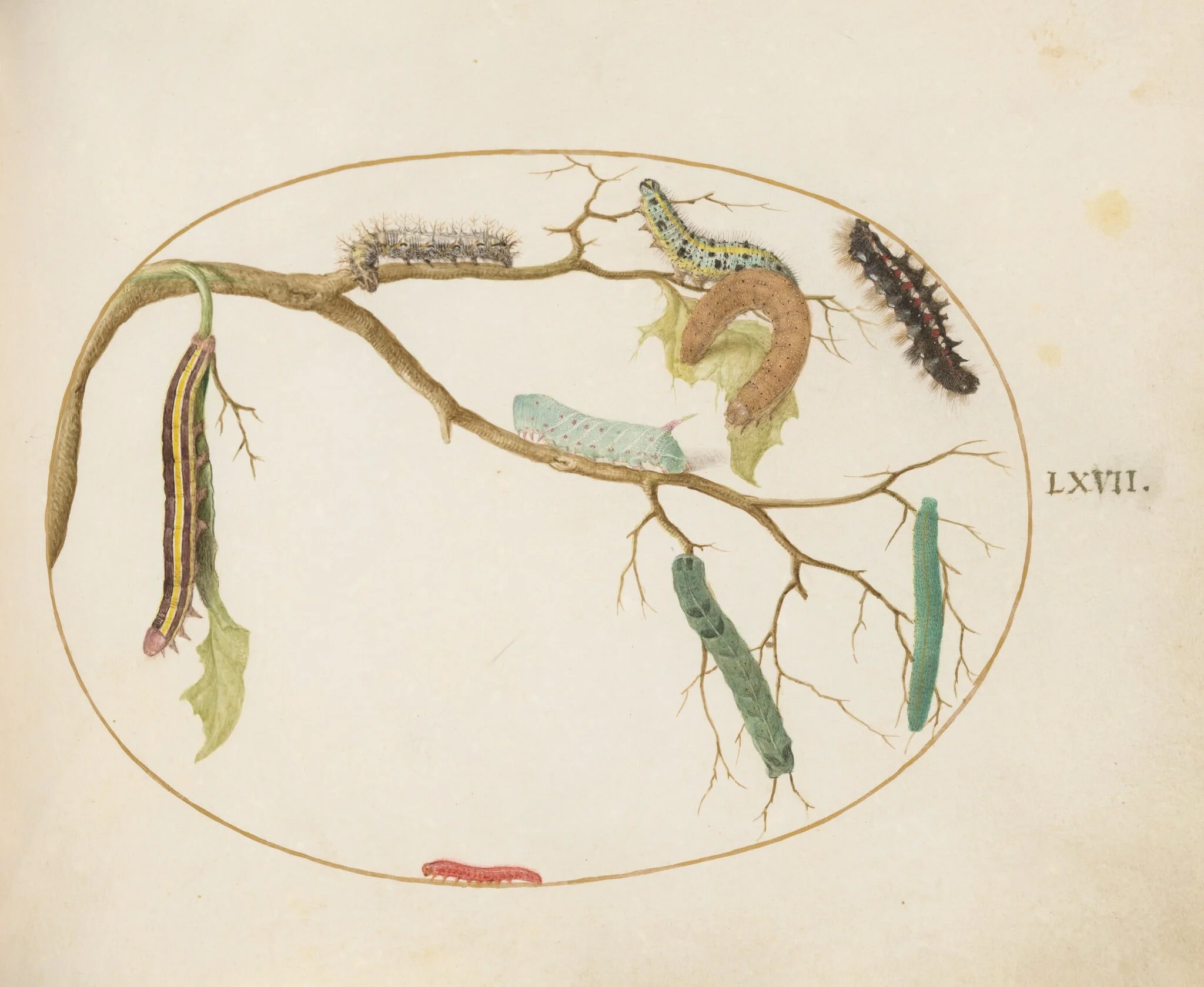 Plate 67: Large White and Small White Butterfly Caterpillars, Hornworm Caterpillar, Broom Moth Caterpillar, and Others, detail