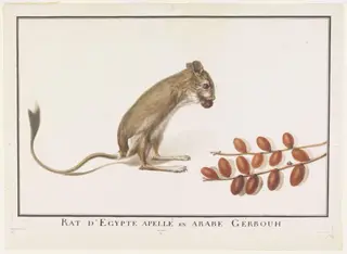 Rat dEgypte apellé en Arabe Gérbouh, by Jean-Baptiste Adanson, watercolor, 1786