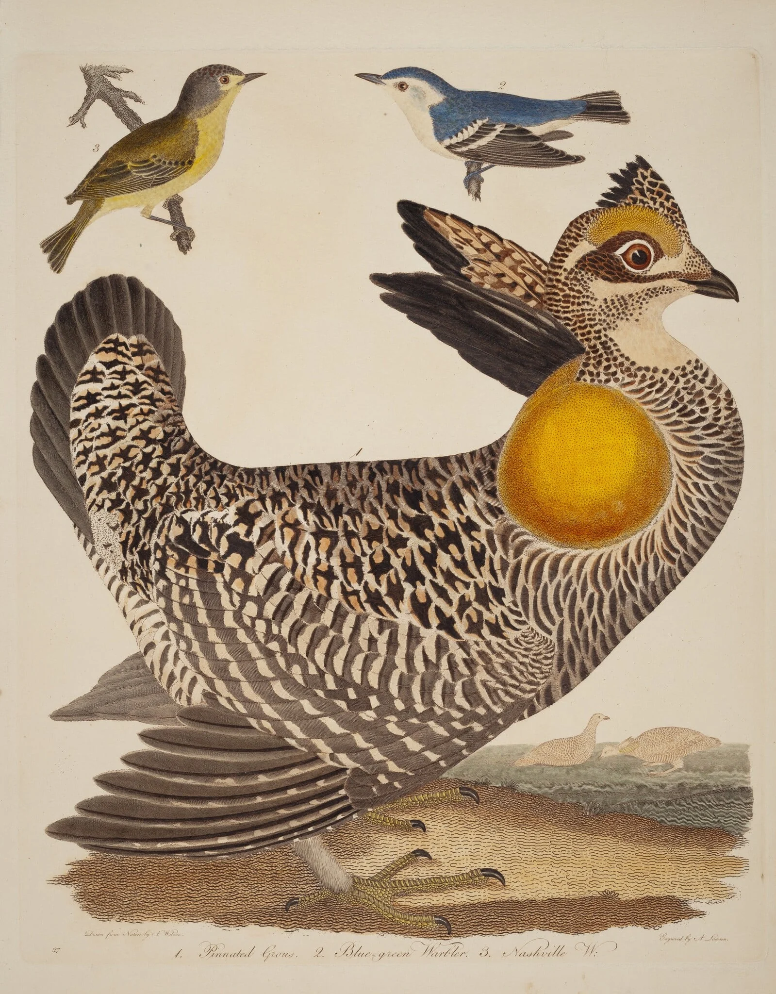 Pinnated Grous, Blue-green Warbler, and Nashville Warbler, detail