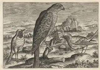 Falcon and Robin Redbreast or Redstart, by Adriaen Collaert, ink, 1600