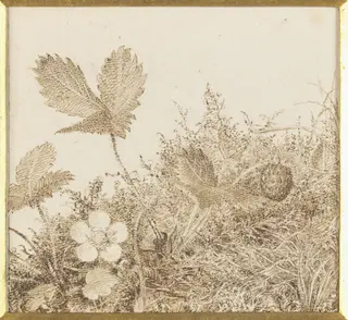 Study of a wild strawberry plant, by Esther Frances Alexander, 1850