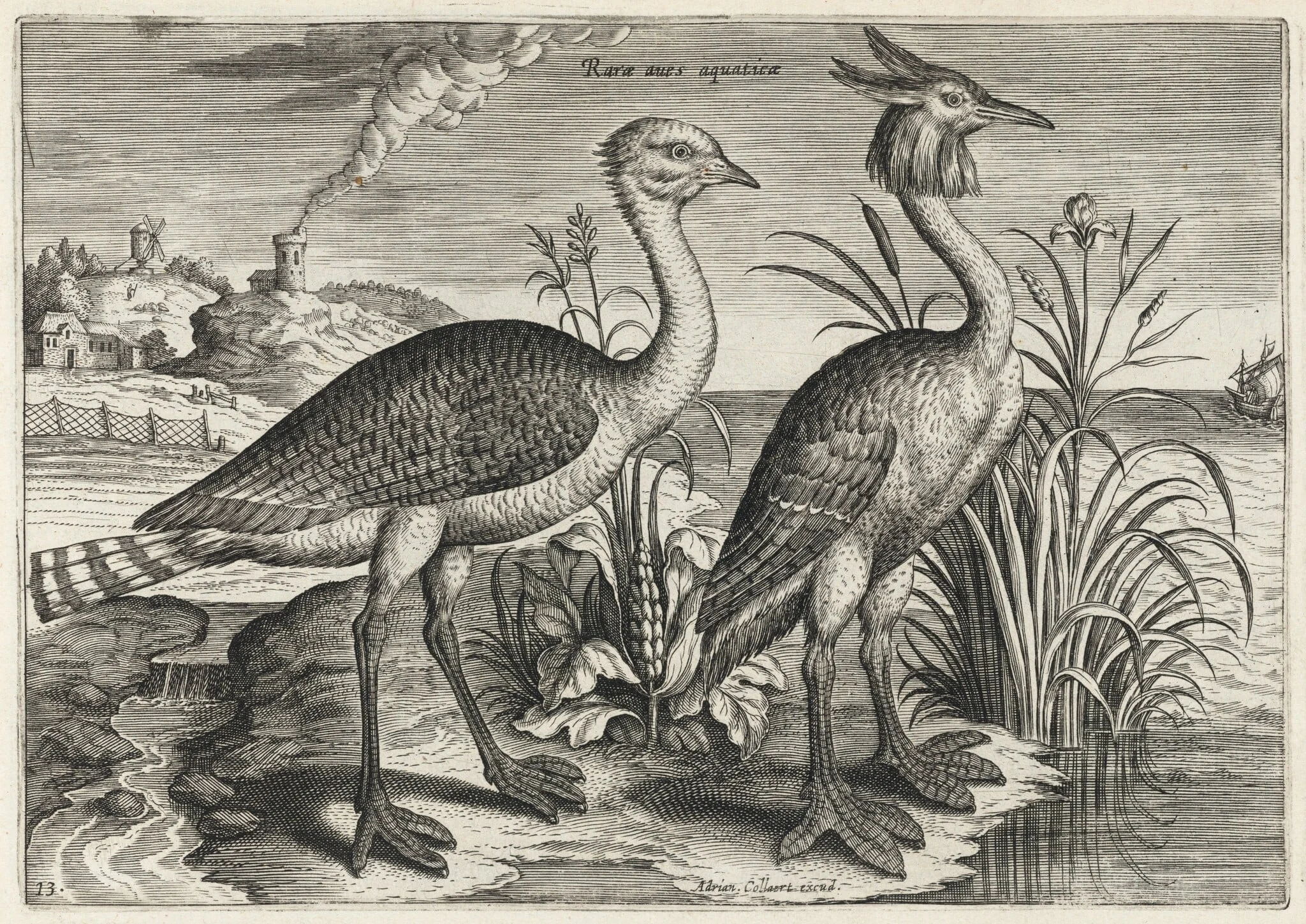 Bustard and Great Crested Grebe, detail