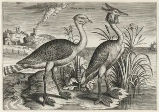 Bustard and Great Crested Grebe, by Adriaen Collaert, ink, 1600