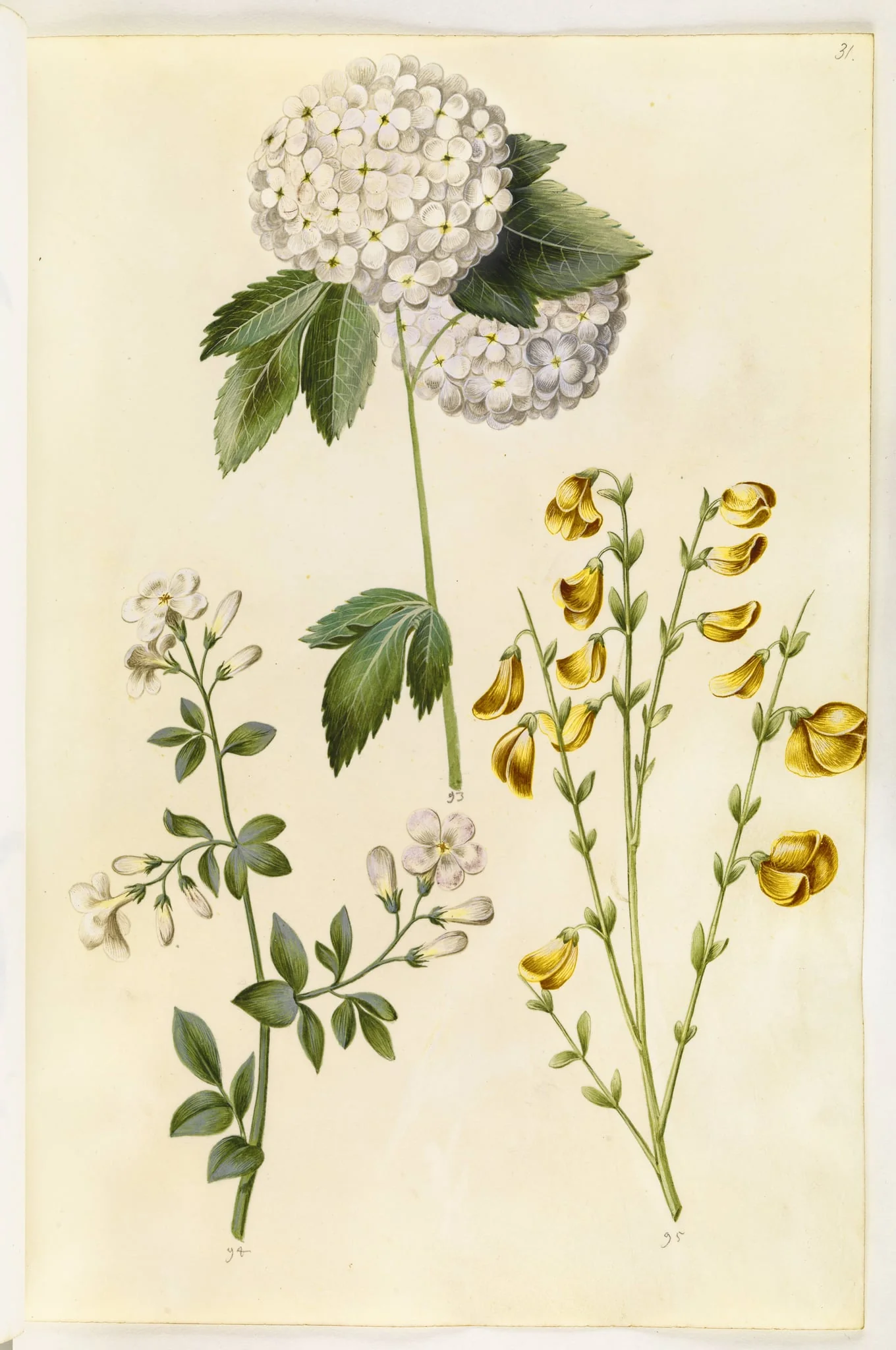 Viburnum opulus (almindelig snebolle); Jasminum officinale (læge-jasmin); Cytisus scoparius (almindelig gyvel), detail