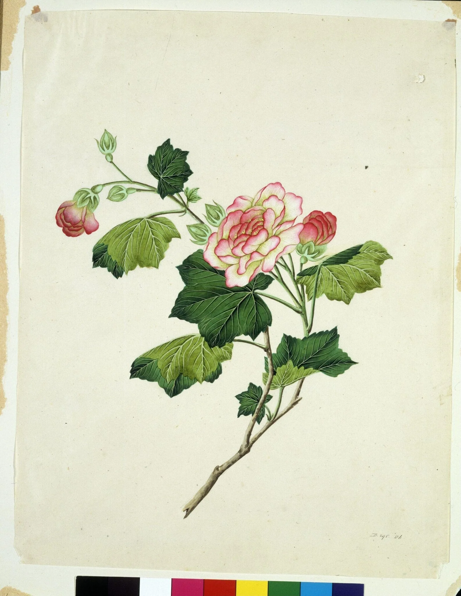 Chinese mallow, detail