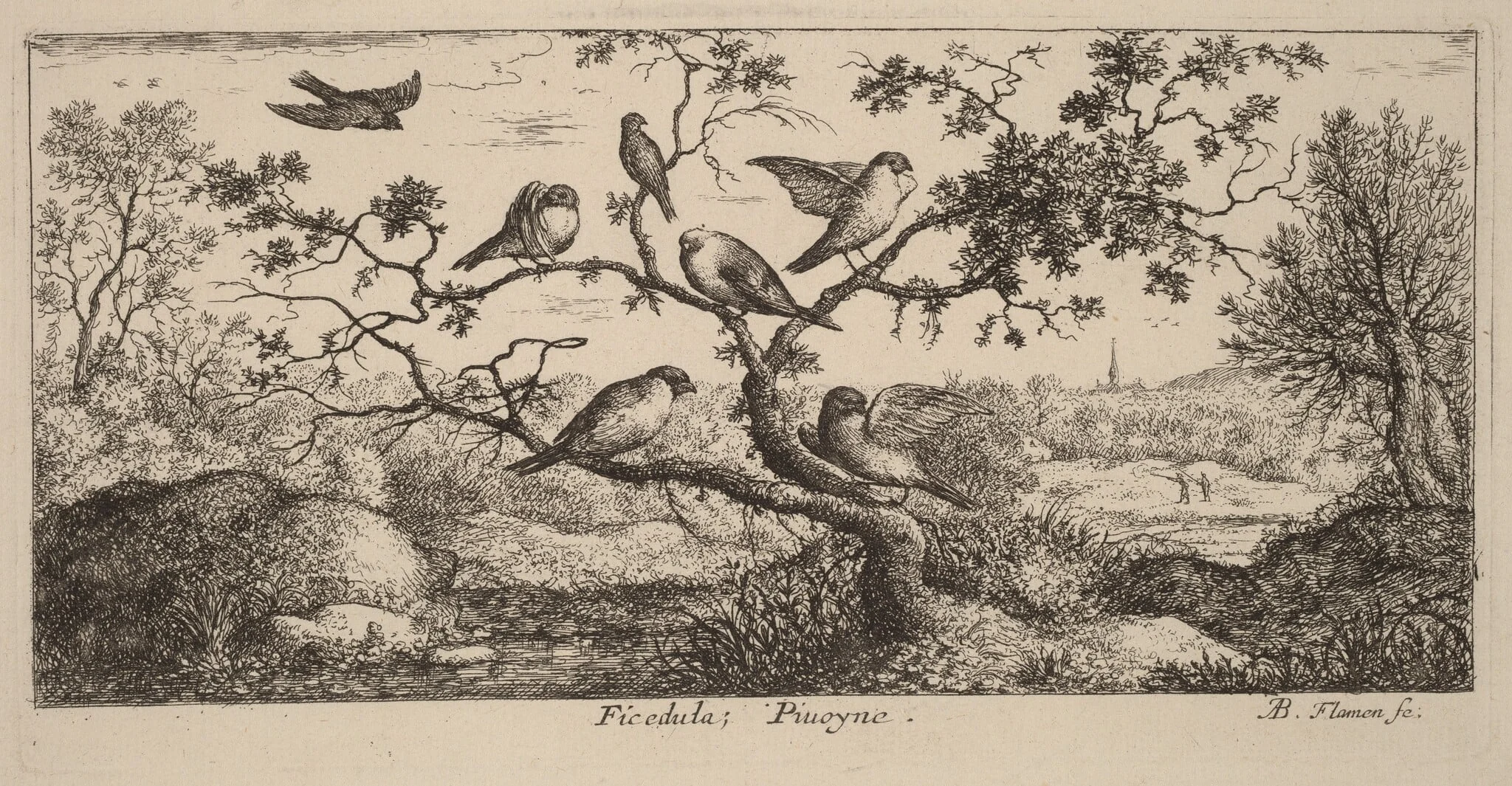 Ficedula, The Bullfinch, detail
