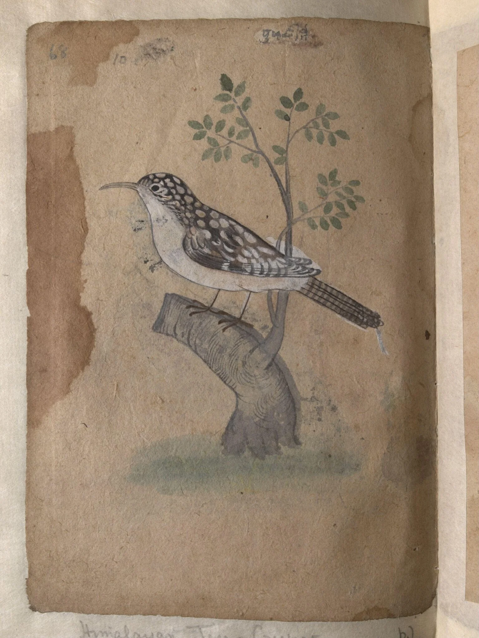 Depictions of a Common Indian myna and a Himalayan tree-creeper of Northern India, detail