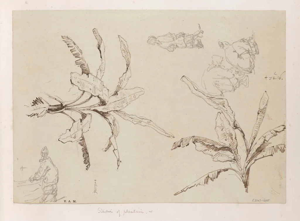 Two drawings of plantain plants, with sketches of boatwomen, by George Chinnery, 4