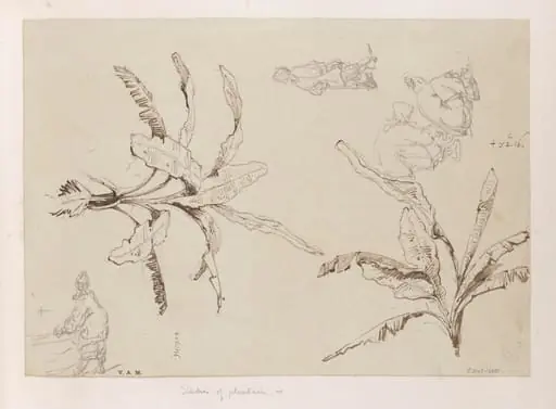 Two drawings of plantain plants, with sketches of boatwomen, by George Chinnery, 4