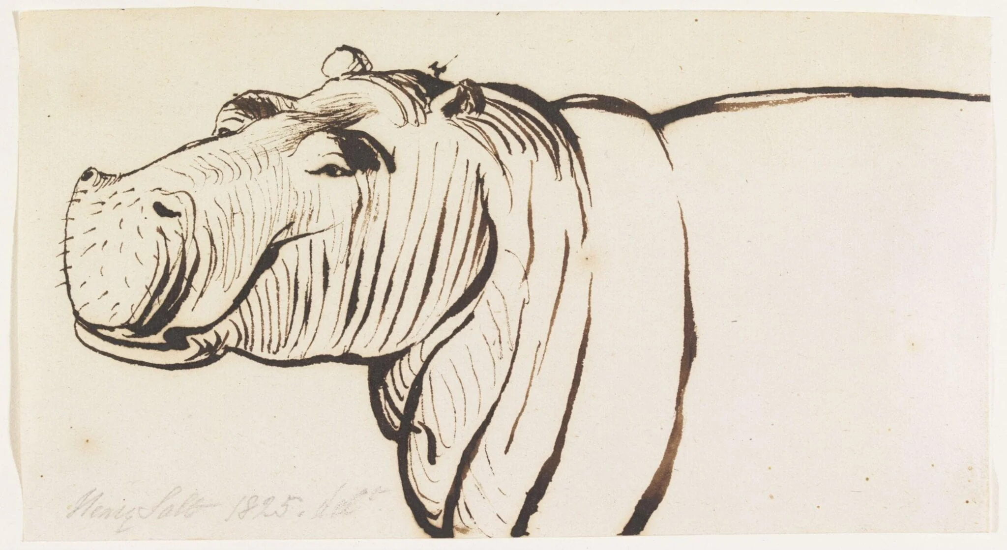 Studies of a Hippopotamus, one head and shoulders and two heads, detail