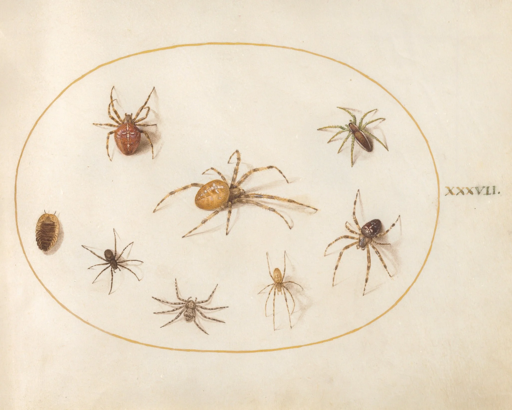 Plate 37: Seven Spiders and an Insect, detail
