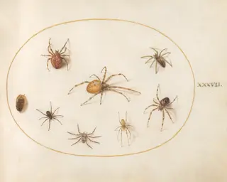 Plate 37: Seven Spiders and an Insect, by Joris Hoefnagel, gouache, 1594