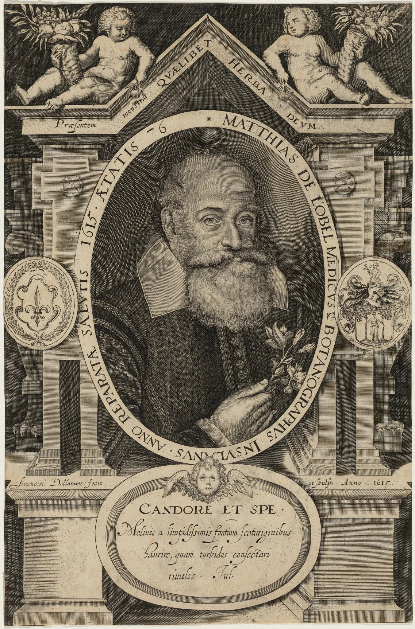 Matthias de l'Obel, detail