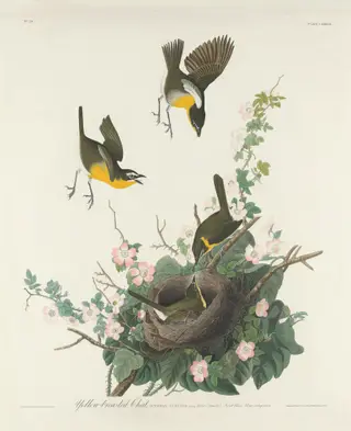 Yellow-breasted Chat, by Havell, Jr., Robert, ink, 1832