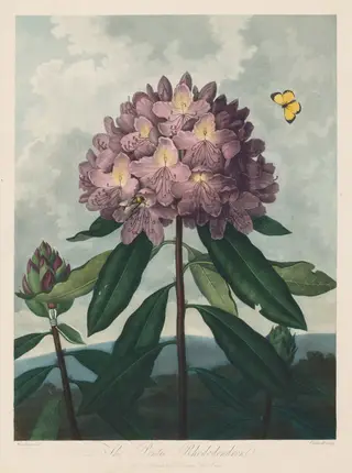 The Temple of Flora, or Garden of Nature:  The Pontic Rhododendron, by Robert John Thornton, 1803