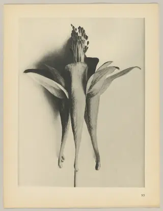 Aquilegia chrysantha, by Karl Blossfeldt, 1928