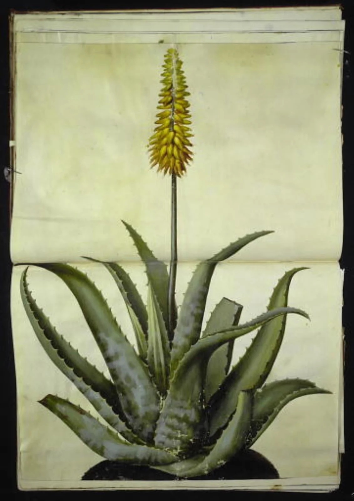Aloe vera (læge-aloe), detail