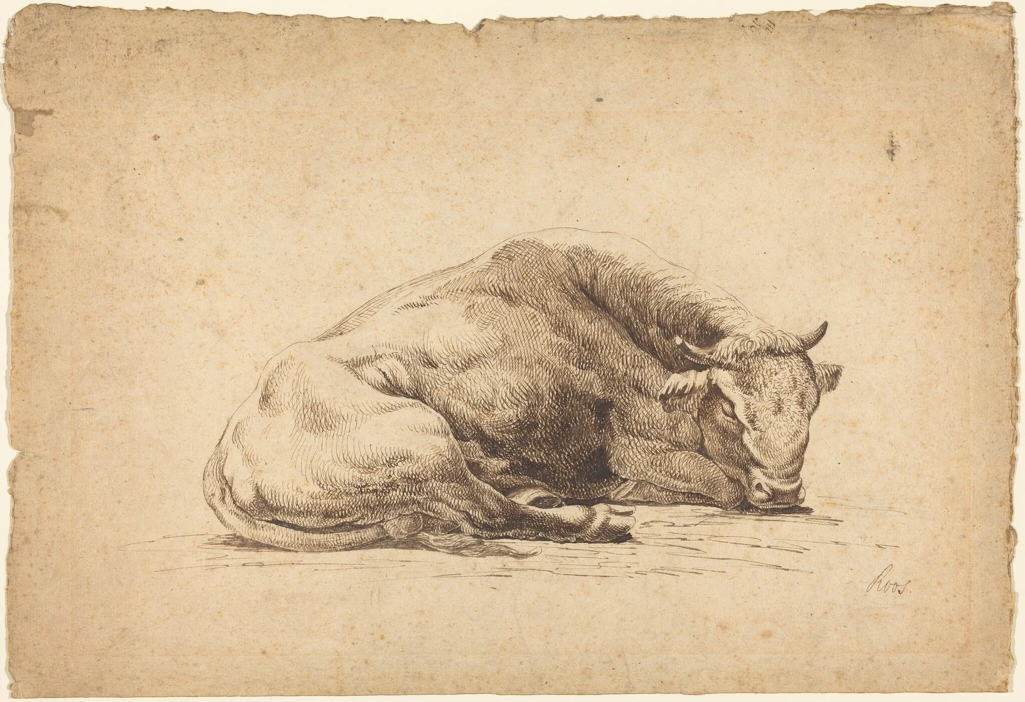 A Bull Sleeping, detail
