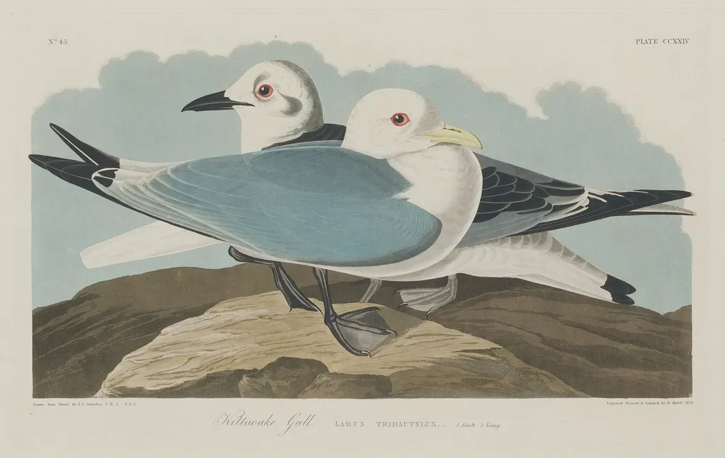 Kittiwake Gull, by Havell, Jr., Robert, ink, 1834