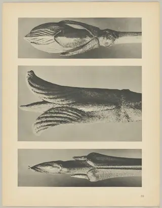a Cornus brachypoda; b Cornus pubescens; c Viburnum, by Karl Blossfeldt, 1928