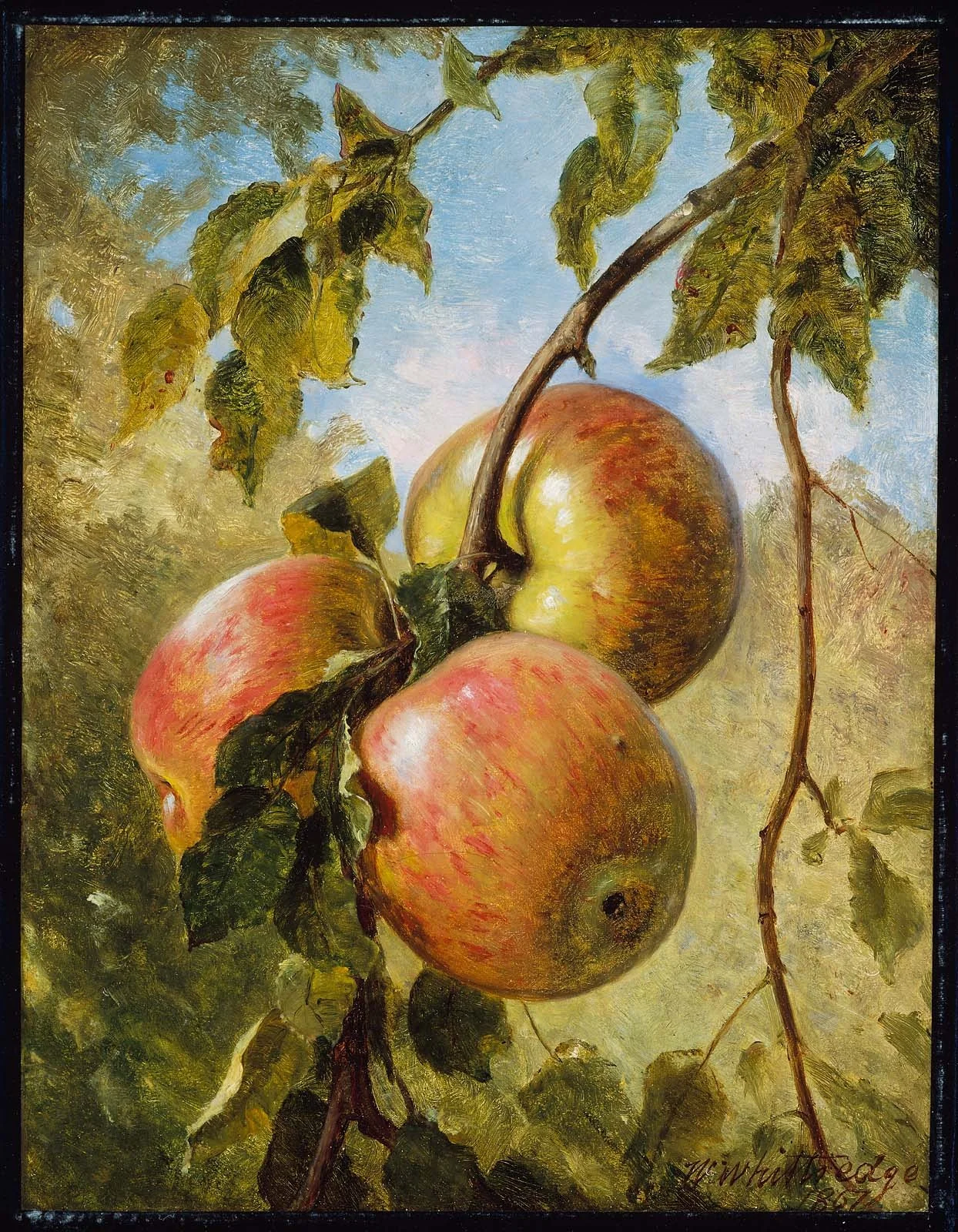Apples, detail