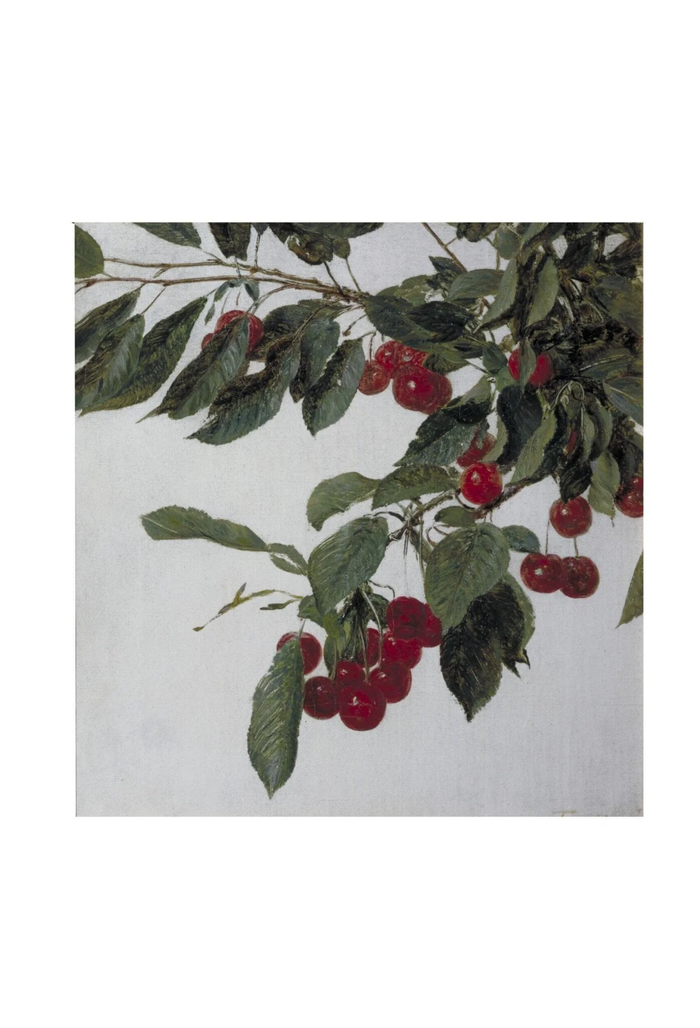 Cherries, detail