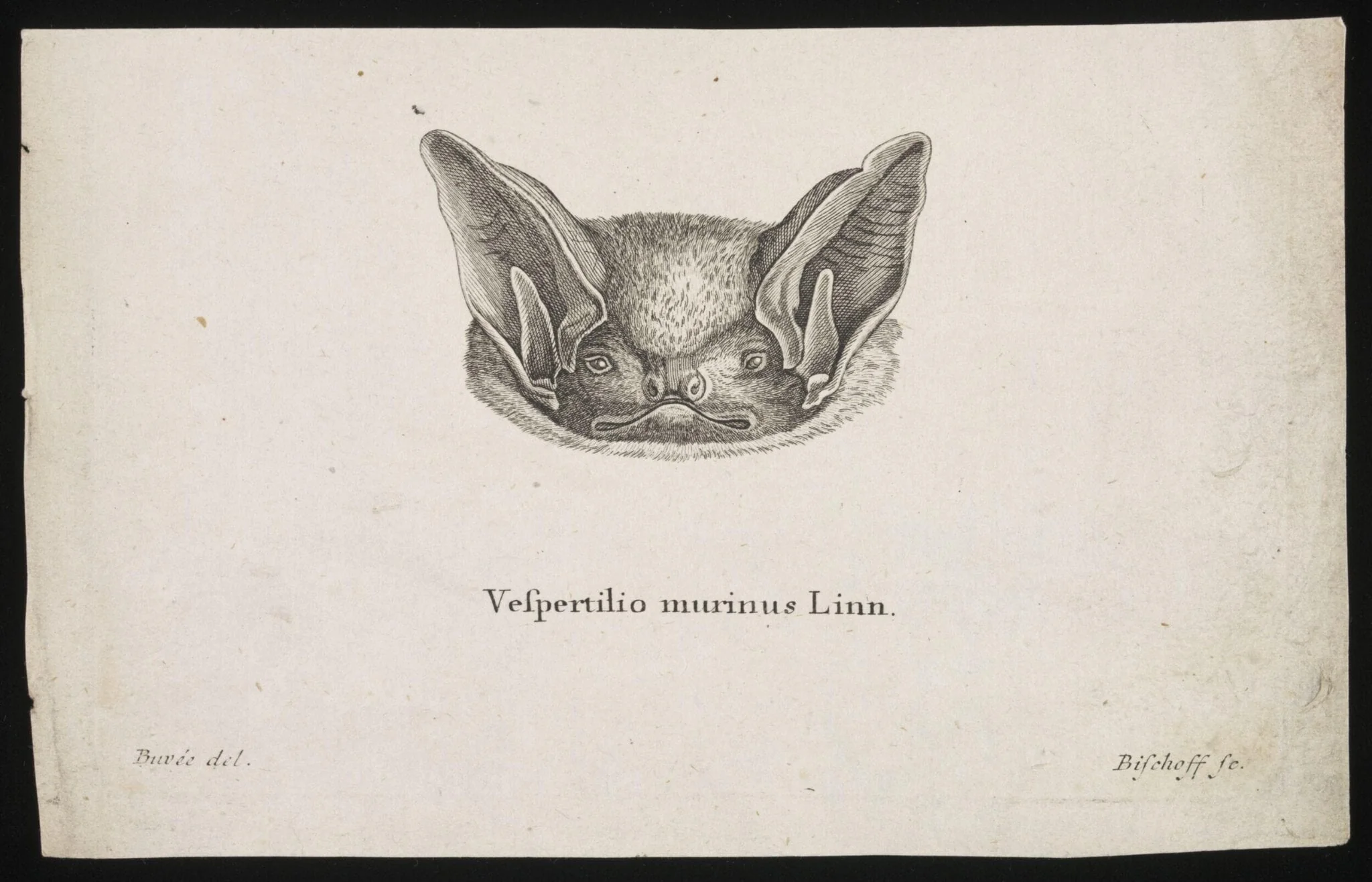 Vespertilio murinus Linn, detail