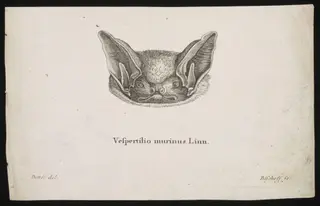 Vespertilio murinus Linn, by Bischoff, 1775